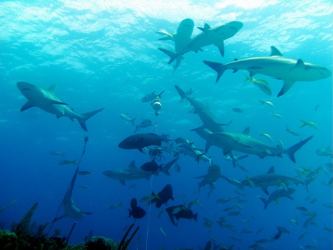 scuba diving in the bahamas