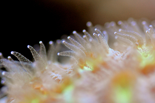 Tentacles-of-brain-coral