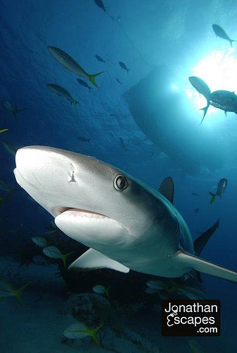 caribbean-reef-shark-01 caribbean-reef-shark-01