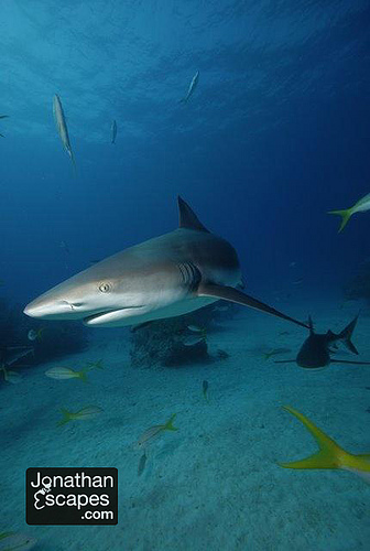 caribbean-reef-sharks-02 caribbean-reef-sharks-02