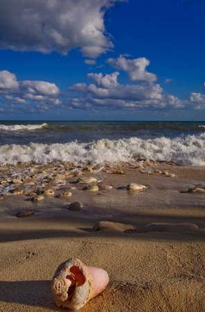 pictures-of-sea-shells-01 pictures-of-sea-shells-01