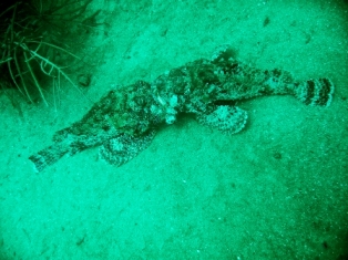 tobago dive site