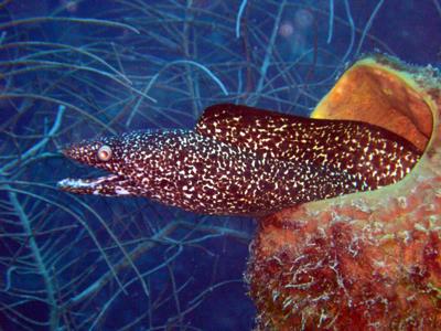 Curacao diving - Moray Eel in a barrel sponge
