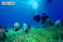 Scuba Diver wallpaper