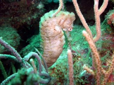 Seahorse Tayrona Park