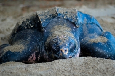 sea-turtle-pictures-03