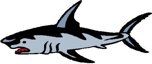 Shark Clip Art