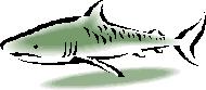 Shark Clip Art