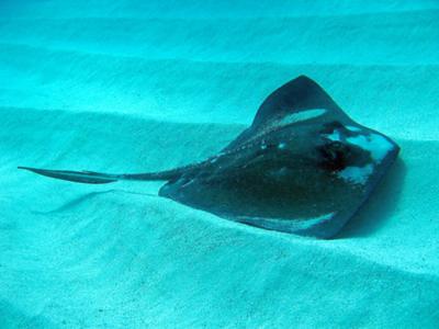  Shoal Bay Anguilla - Shoal Bay Scuba (Karma Charters) Ltd. - Stingray