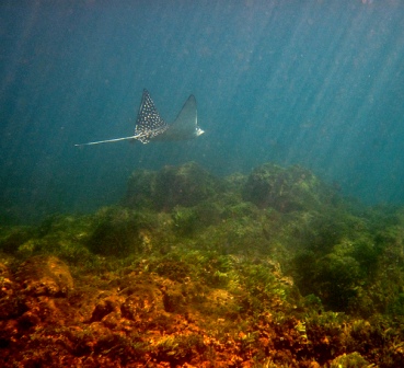 spotted-eagle-ray-01 spotted-eagle-ray-01