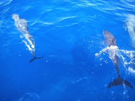 Underwater Dolphin Pictures-02