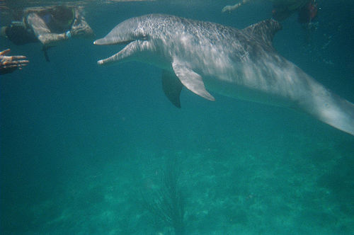 Underwater Dolphin Pictures-03