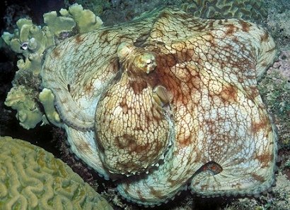 caribbean-reef-octopus-01 by laszlo-photo