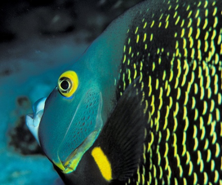 deep sea fish pictures-05
