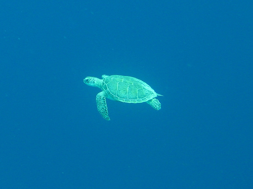 green-sea-turtle-pictures-01