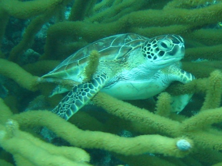 green-sea-turtle-pictures-02