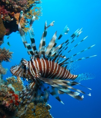 Lion fish