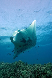 manta-ray-NOAA-National-Ocean-Service