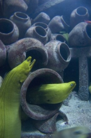 moray eel