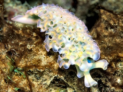 Ocean Life Pictures-01