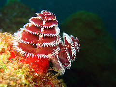 By Kevin King ocean life wallpaper
