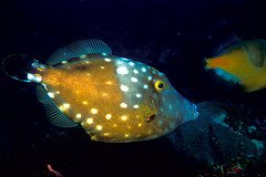 By LASZLO ILYES ocean life wallpaper