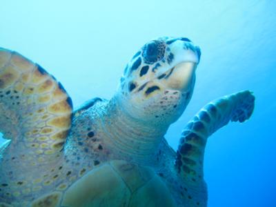 Turks & Caicos, TCI - Awesome Marine Life - Ocean Vibes Scuba & Watersports Ltd