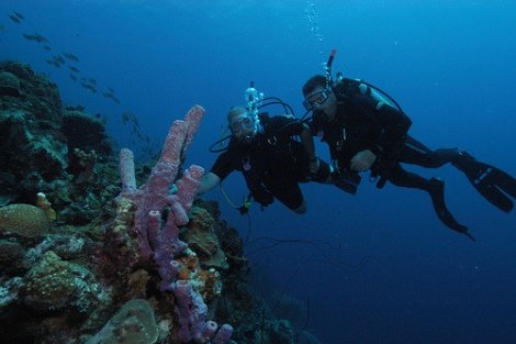 Scuba Diving in Bonaire
