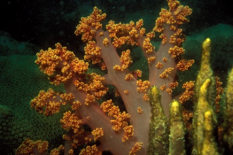 Scuba Diving in Brazil