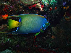 Scuba Diving Cozumel Mexico