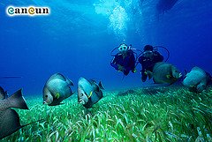 by dMap Travel Guide Scuba Diver wallpaper
