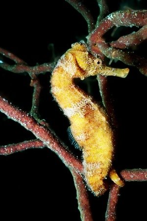 sea-horse-pictures-04