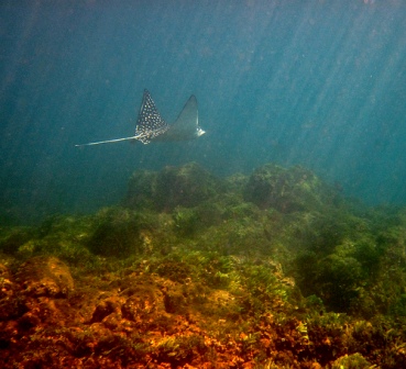 spotted-eagle-ray-01