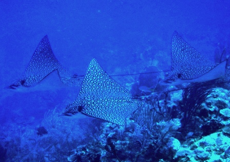 spotted-eagle-ray-02