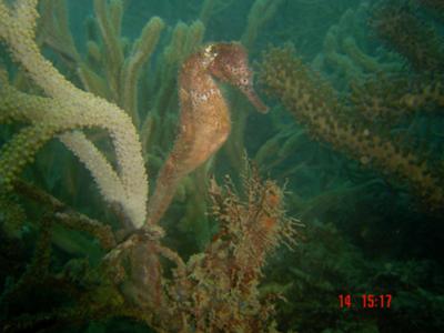 Taganga, Colombia - Aquantis Dive Center