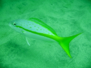 scuba tobago